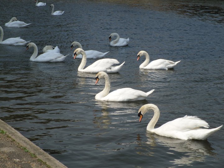 Bedford Tour 2011
